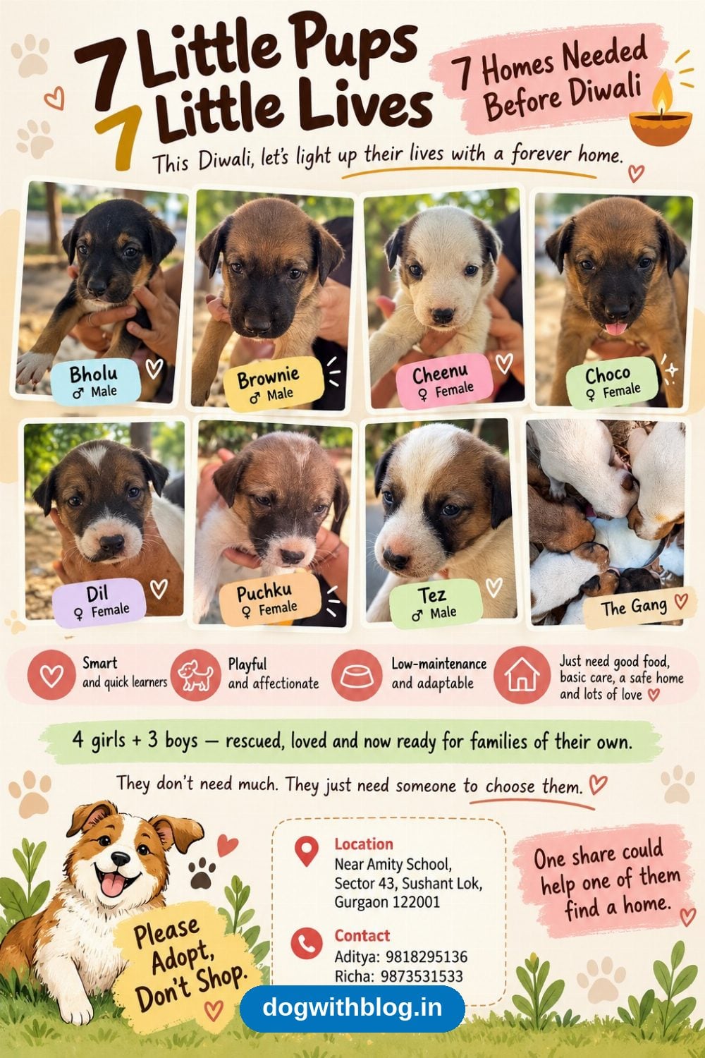 Seven Gurgaon Pups Need Homes Before Diwali — Delhi NCR