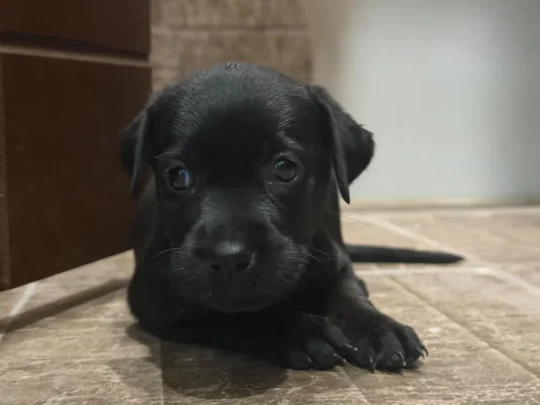 Female Labrador Puppy, Almost Two Months Old, Needs an Experienced Home, adoptable dog in Bengaluru