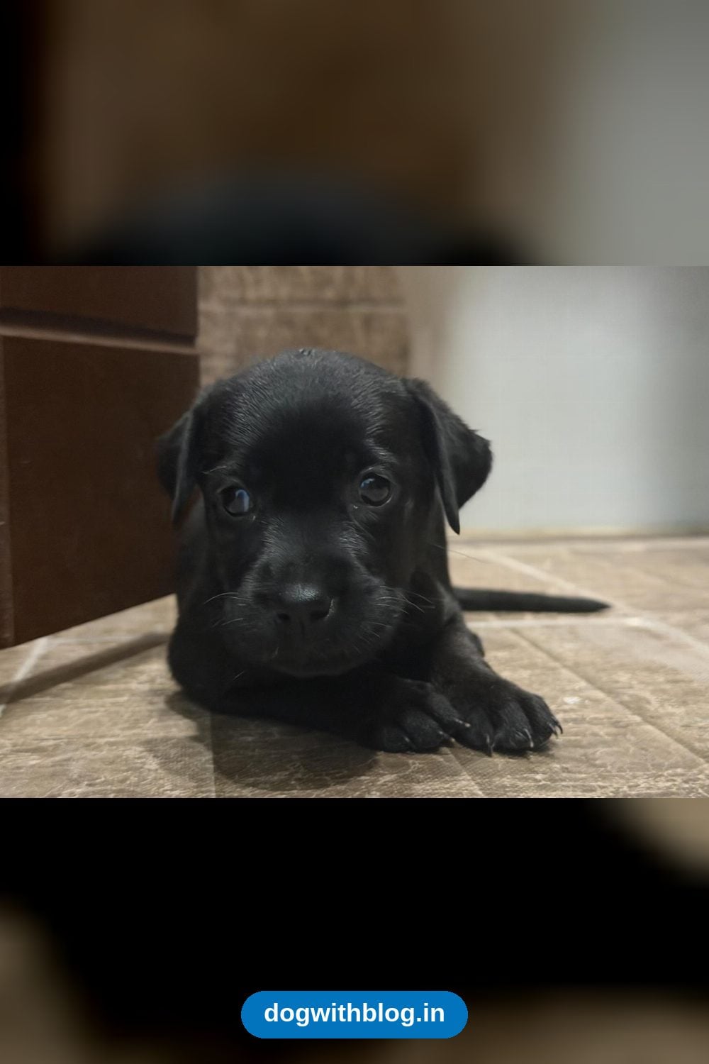 Female Labrador Puppy, Almost Two Months Old, Needs an Experienced Home — Bengaluru