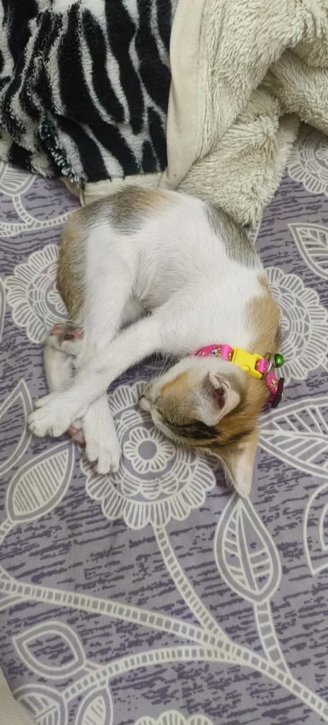 Calico kitten in a pink and yellow collar curled up asleep on a patterned bedspread, Belle, a female indie kitten up for adoption in Guwahati