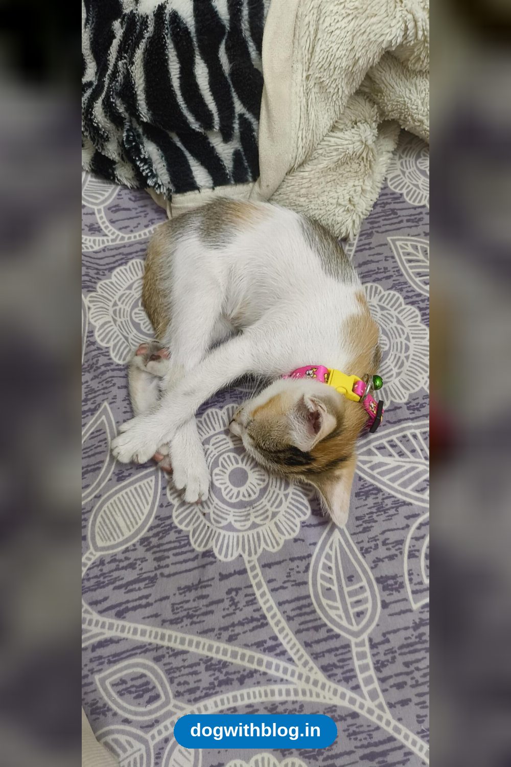 Belle, a Playful, Shy Calico Kitten, 9 Weeks Old, Dewormed and Vaccinated in Guwahati