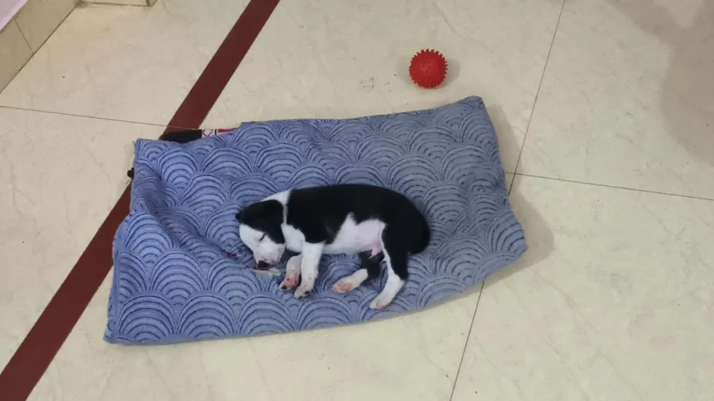 A black-and-white puppy asleep on a blue blanket next to a red ball, one of eight mixed-breed puppies for adoption in KR Puram, Bengaluru