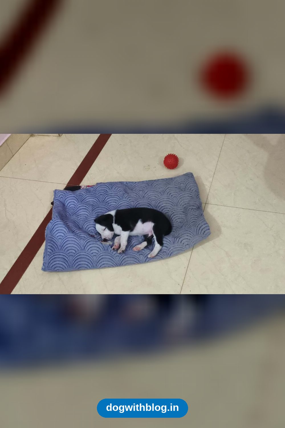 Eight Mixed-Breed Puppies, One Month Old, Need Homes in KR Puram in Bengaluru