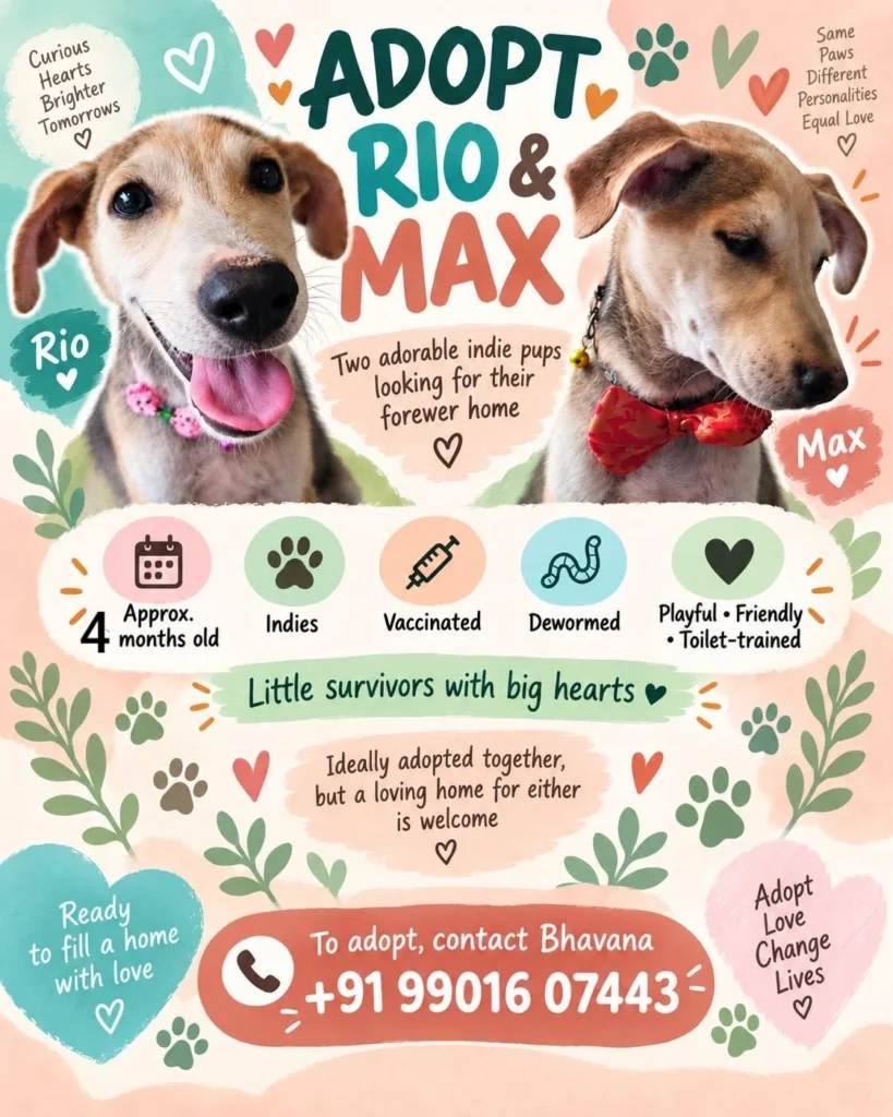 Adoption poster for Rio and Max, two 4-month-old indie pups, vaccinated, dewormed and toilet-trained