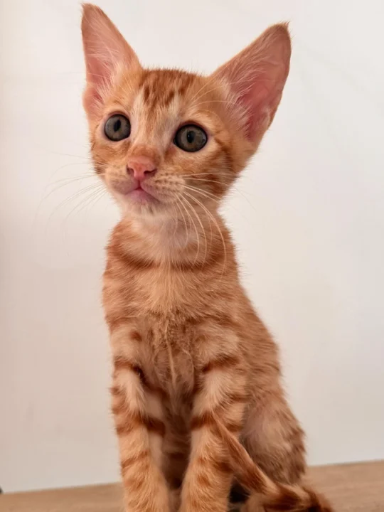 Nine-Week-Old Kittens and Their Friendly Mama Cat Need Homes in Delhi NCR