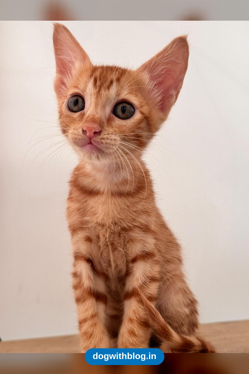 Nine-Week-Old Kittens and Their Friendly Mama Cat Need Homes in Delhi NCR