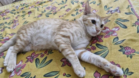 Well-Fed 5-Month-Old Kittens Need a New Home, as Their Owner Has No Time Left, adoptable cat in Visakhapatnam