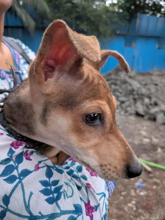 Gimmi, a 3-Month-Old Indie Puppy, Dewormed and Looking for a Forever Home, adoptable dog in Pune