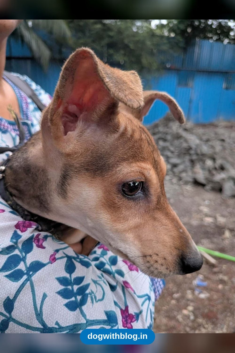 Gimmi, a 3-Month-Old Indie Puppy, Dewormed and Looking for a Forever Home — Pune