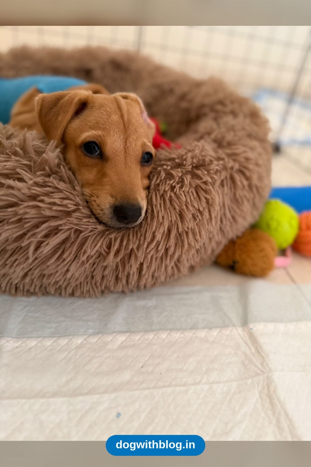 Hazel, a Calm Two-Month-Old Puppy, Needs a Forever Home — Hyderabad