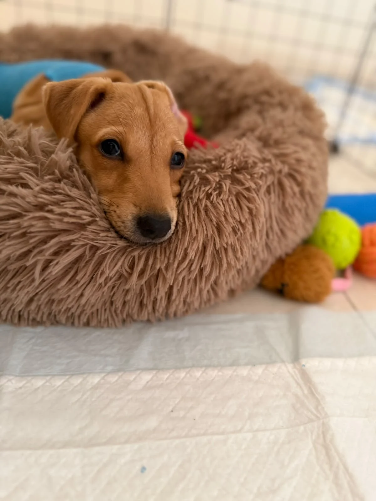 Hazel, a Calm Two-Month-Old Puppy, Needs a Forever Home in Hyderabad
