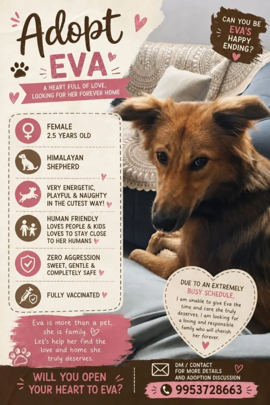 Eva, a Vaccinated 2.5-Year-Old Himalayan Shepherd, Needs a New Home, adoptable dog in Delhi NCR