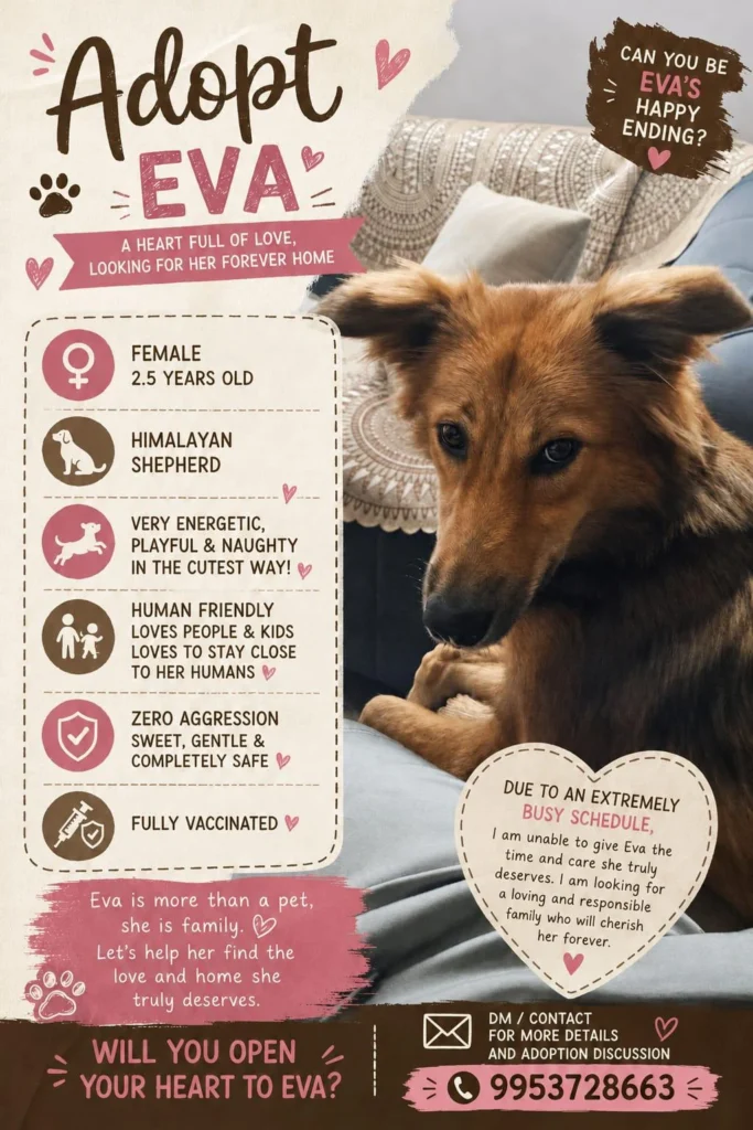 Adoption poster for Eva, showing a brown and tan Himalayan Shepherd resting on a sofa beside her age, vaccination status and contact number