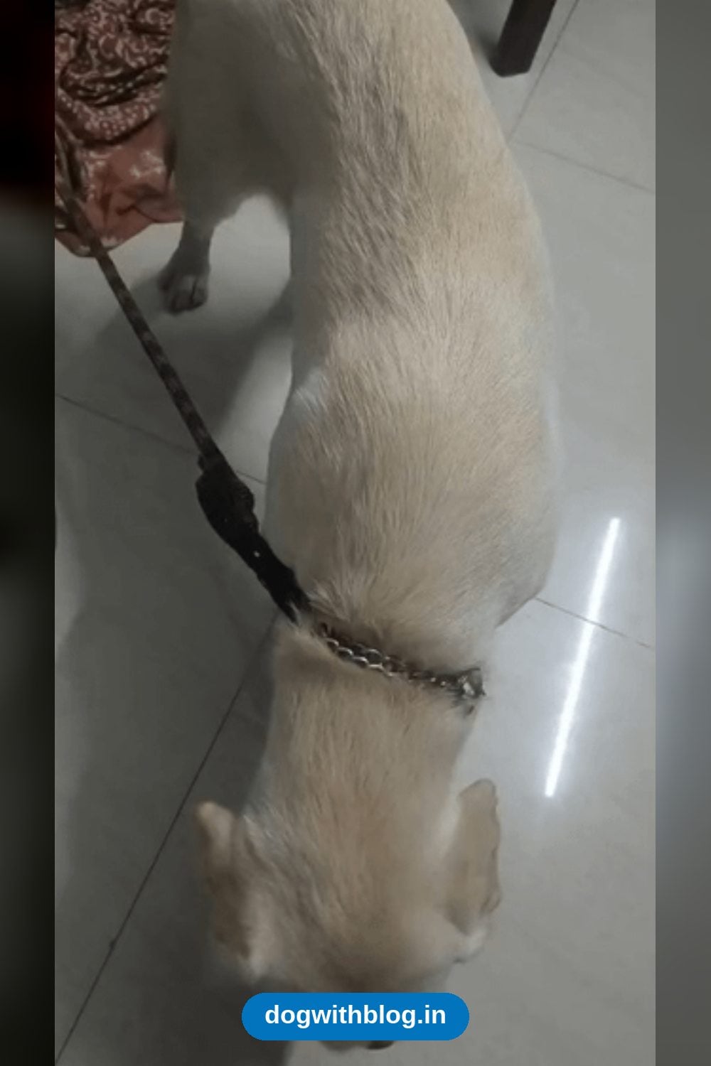4-Month-Old Female Labrador Puppy Needs a Home in Chennai