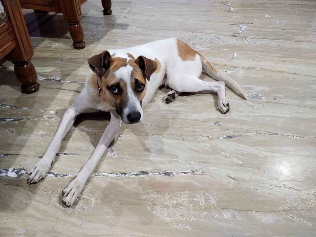 A pet Indian pariah dog at home; adopted indies need a dog licence wherever the city requires one
