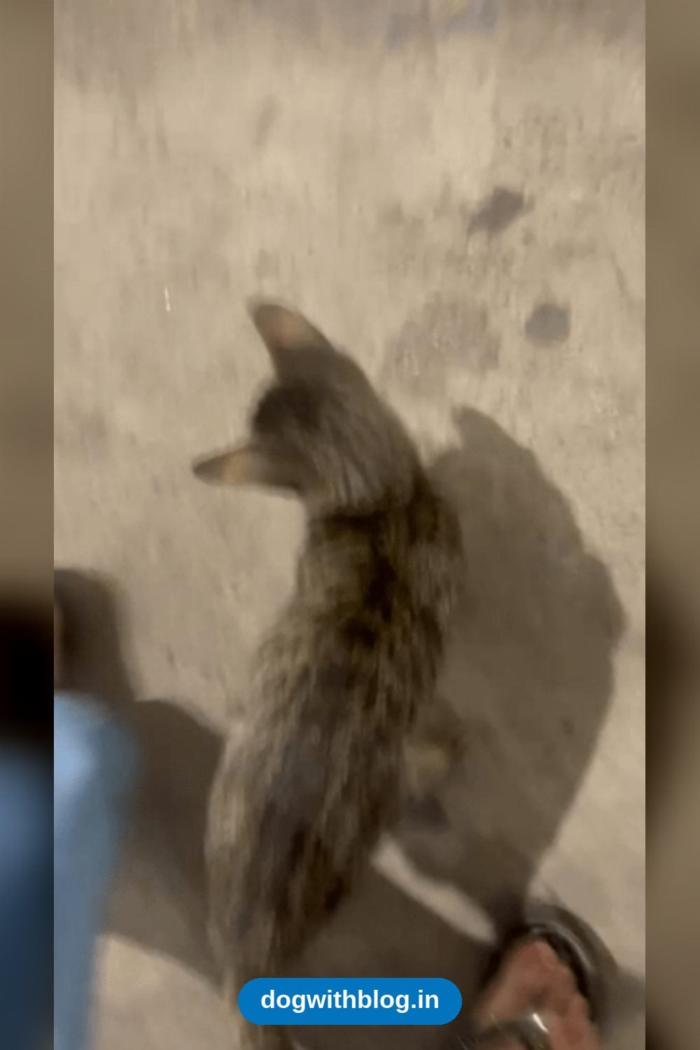 A Friendly Hungry Kitten Near Shantipath Petrol Pump in Moti Bagh — Delhi NCR