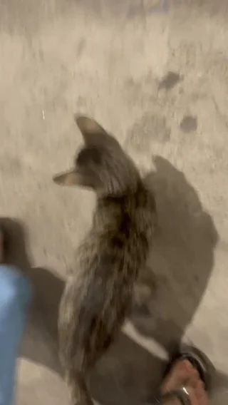 Blurred night photo of a small grey tabby kitten standing on the ground beside a persons foot