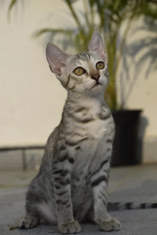 Three Indie Kittens, Dewormed and Litter Trained, Need Indoor Homes