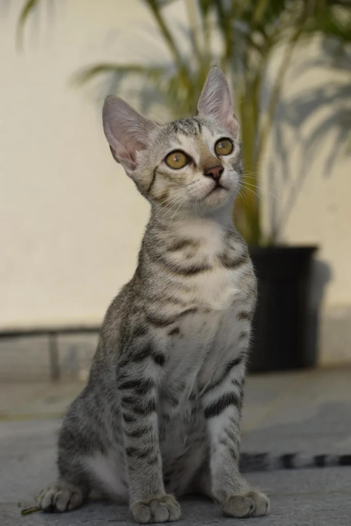 Grey tabby kitten sitting upright on a paved floor and looking up, one of three kittens waiting for homes in Budigere
