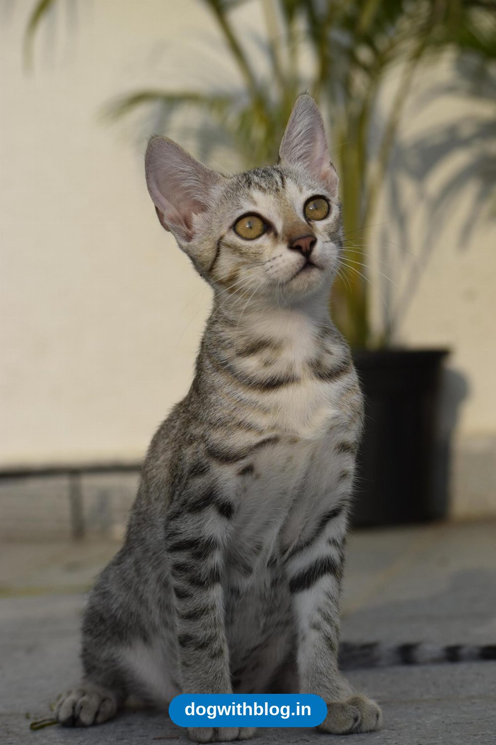 Three Indie Kittens, Dewormed and Litter Trained, Need Indoor Homes in Bengaluru