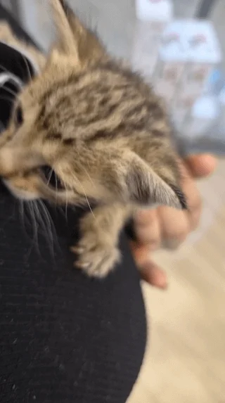 Small tabby kitten with dark stripes held in a hand against dark clothing, Mimi, a female Indie kitten up for adoption in Mulund West, Mumbai