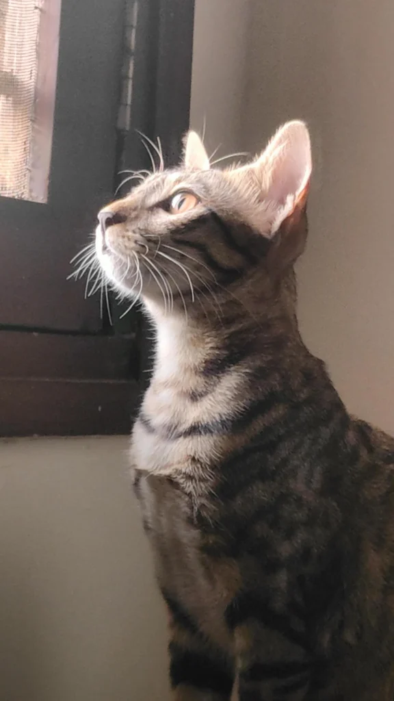 A tabby kitten with ears up sits by a window, looking up into the light. Luna, a five-month-old kitten for adoption in Vadodara.
