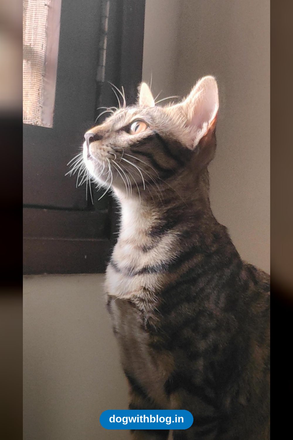 Luna, a Five-Month-Old Tabby Kitten, Is Fully Vaccinated and Looking for a Home in Vadodara