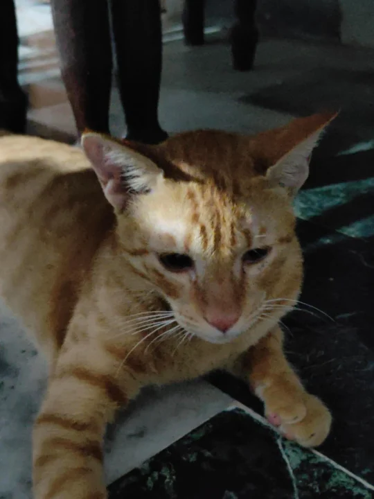 10-Month-Old Orange Tabby Kitten Needs a Home Fast in Jankipuram, adoptable cat in Lucknow