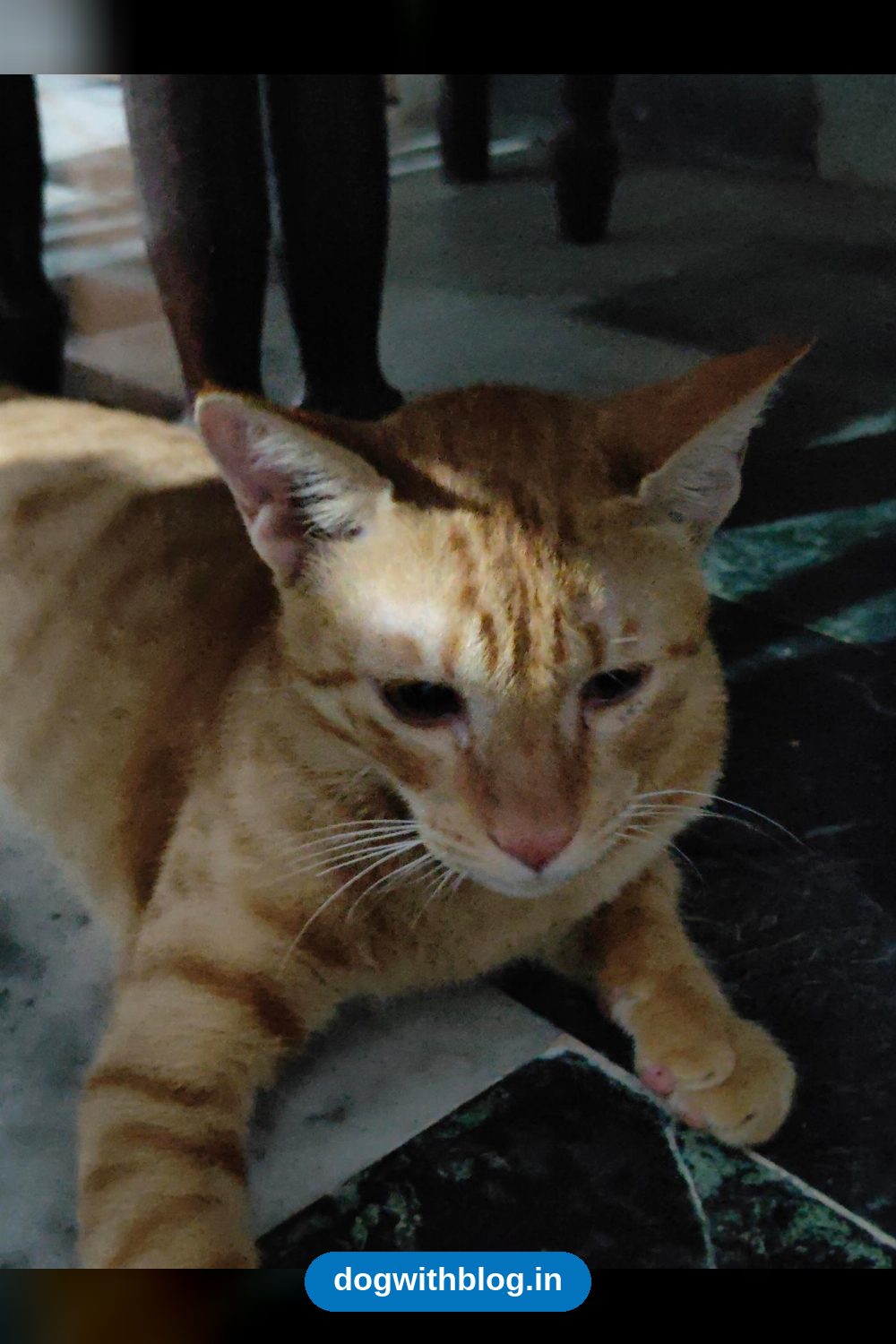 10-Month-Old Orange Tabby Kitten Needs a Home Fast in Jankipuram in Lucknow