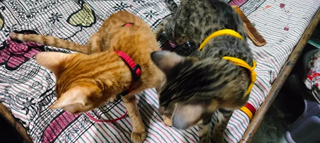 An orange cat and a tabby cat, both wearing collars, lying together on a patterned bed