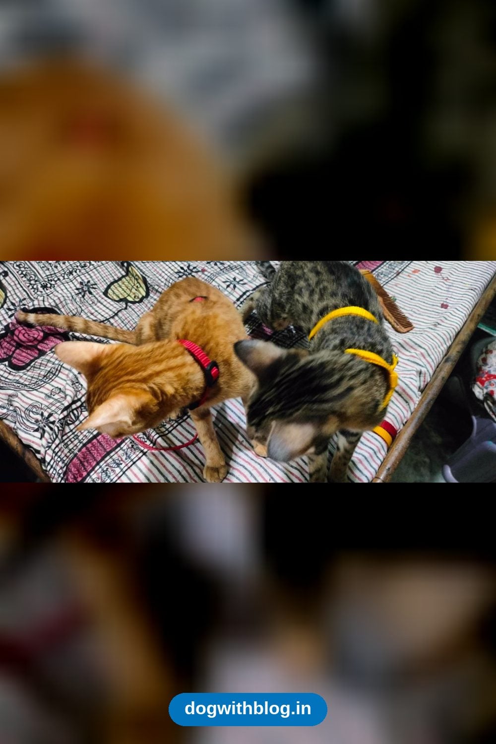 An Orange Cat and a Tabby Cat, 8 to 12 Months Old, Need a Home in Greater Noida — Delhi NCR
