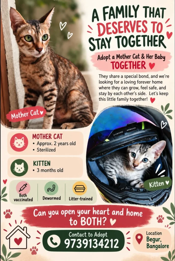Adoption poster for a mother cat and her kitten in Begur, Bangalore. A tabby mother cat sits on the left and a striped kitten looks out from inside a bag on the right.
