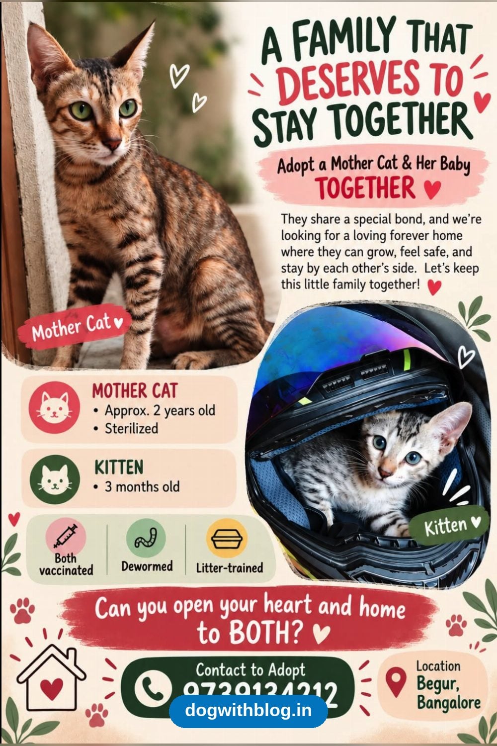 Sterilised Mother Cat and Her 3-Month-Old Kitten Need a Home Together in Bengaluru