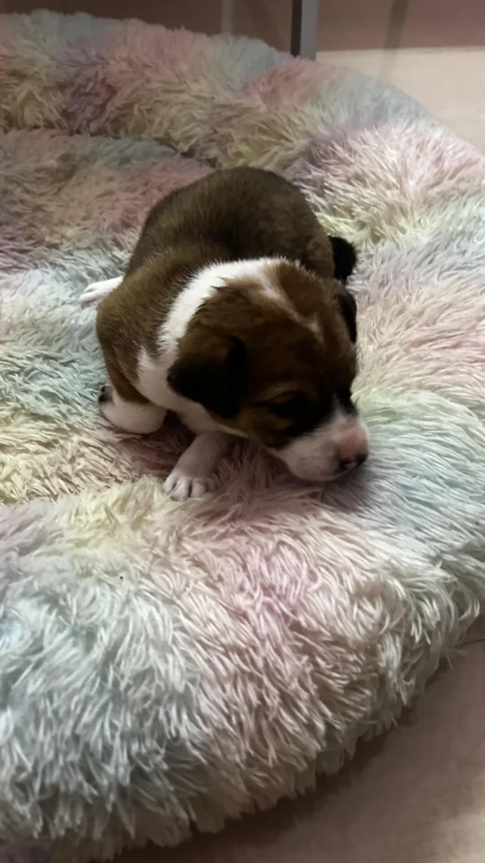 Rescued Puppy Found in a Garbage Heap Needs a Home, adoptable dog in Guwahati