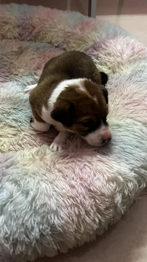 A tiny brown and white puppy resting on a soft pastel pet bed, a rescued puppy in Guwahati