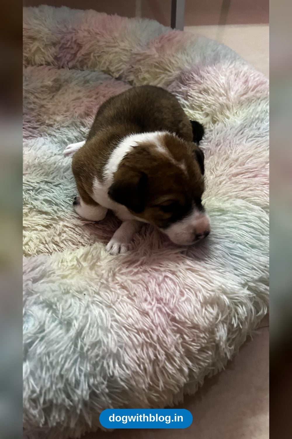 Rescued Puppy Found in a Garbage Heap Needs a Home in Guwahati