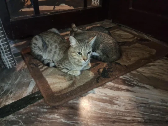 Mama Cat and Two Kittens Need a Home Together, adoptable cat in Dehradun
