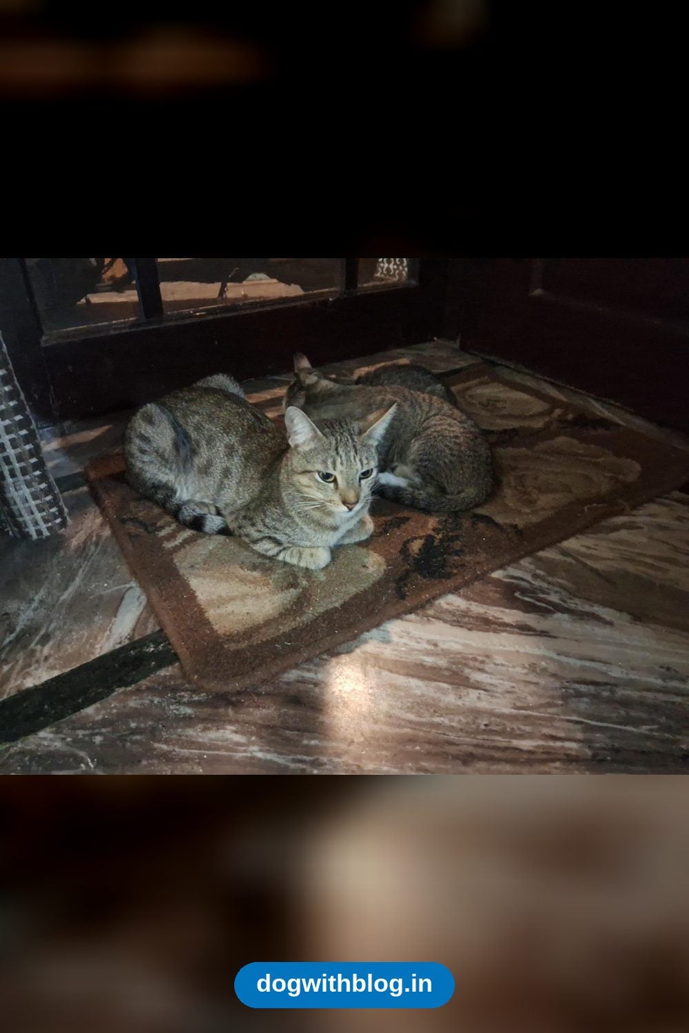 Mama Cat and Two Kittens Need a Home Together — Dehradun