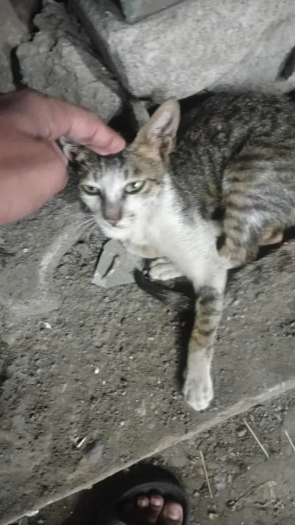 Grey tabby and white cat with pale green eyes lying on a concrete slab while a hand strokes her head.