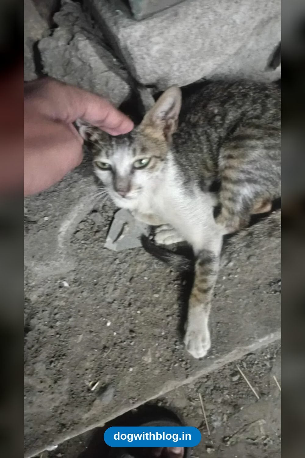 A Very Thin Stray Cat Found Near Ambernath and Badlapur Needs a Home — Thane