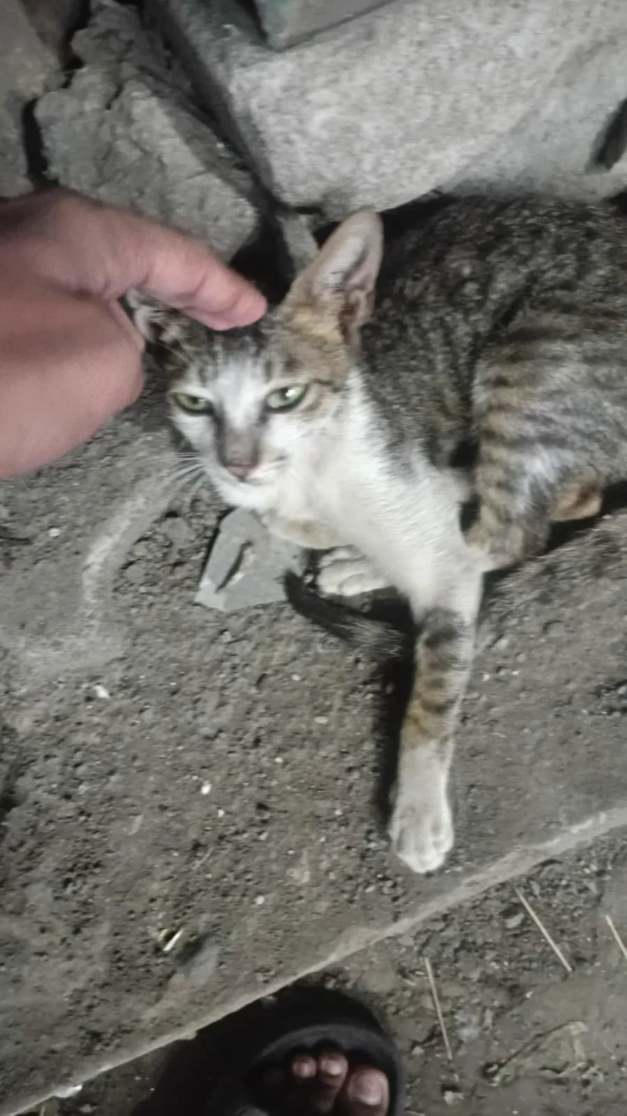 Grey tabby and white cat with pale green eyes lying on a concrete slab while a hand strokes her head.