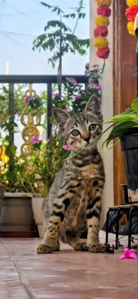 Brown tabby kitten with green eyes sitting upright on a tiled balcony between potted plants, looking at the camera. A 2-month-old male kitten in BTM 2nd Stage, Bangalore.