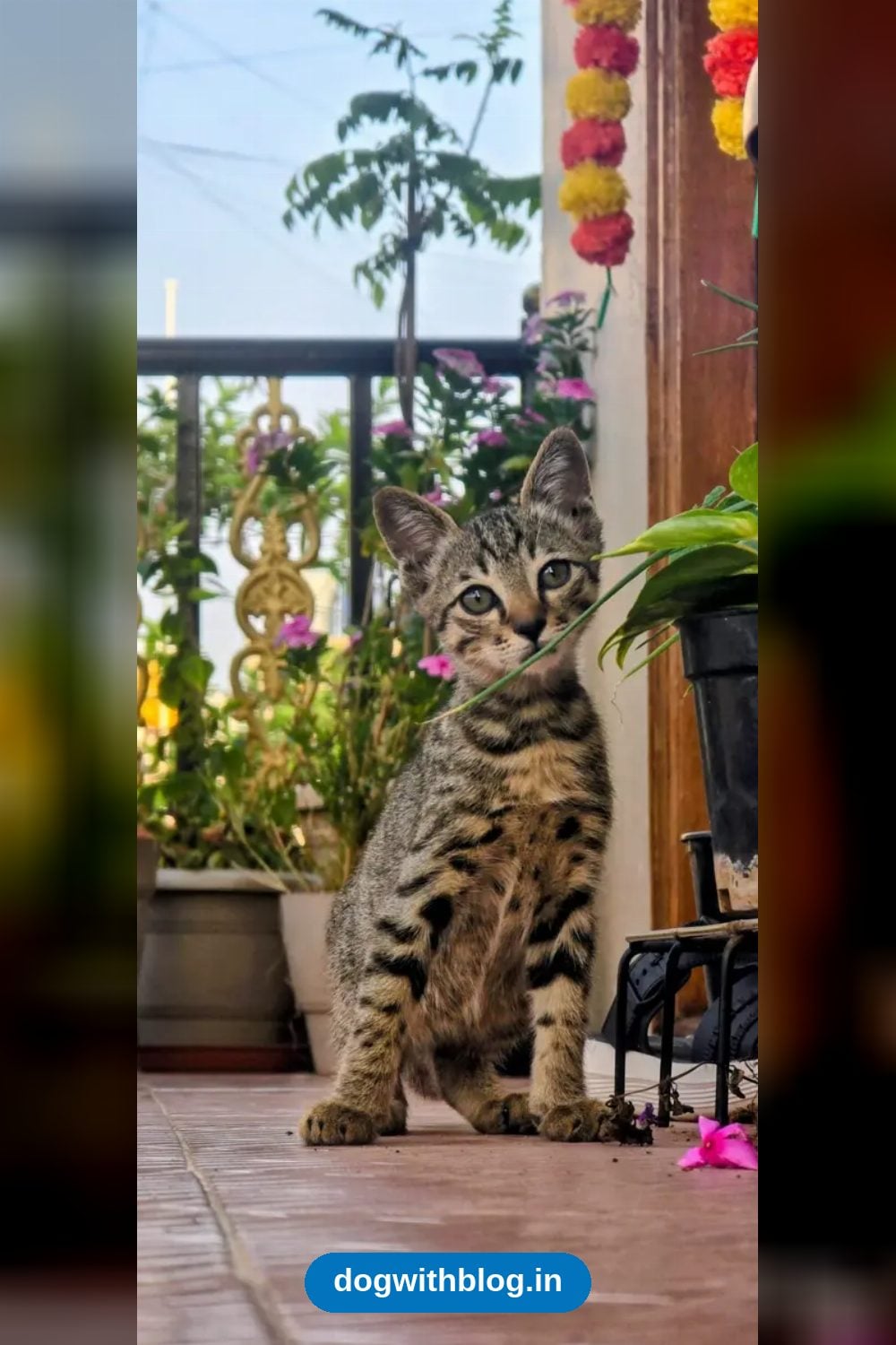 Vaccinated Male Kitten, 2 Months Old, in BTM 2nd Stage — Bengaluru
