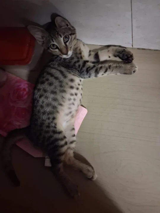 Abandoned 3-Month-Old Male Kitten Rescued in Versova Needs a Home in Mumbai