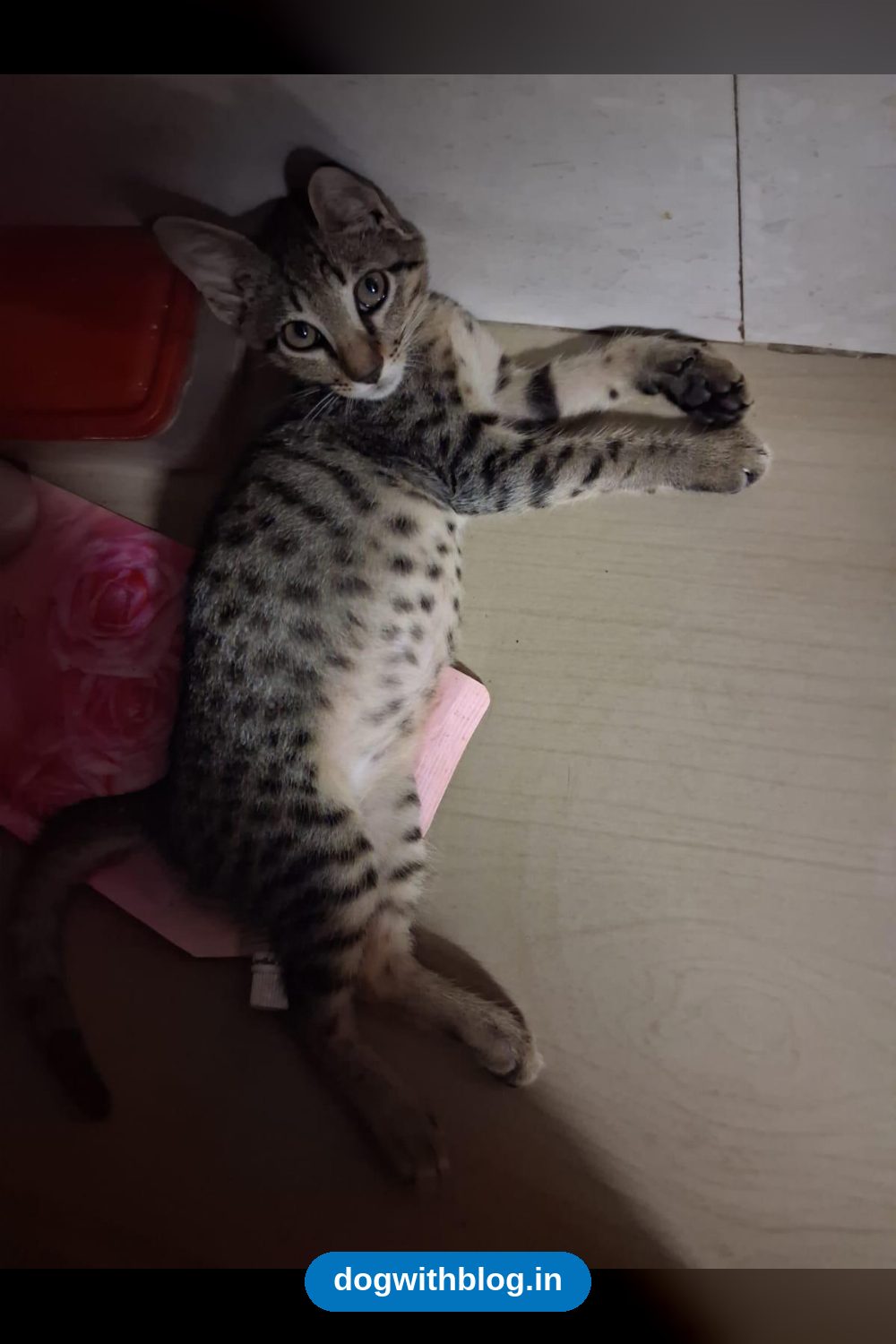 Abandoned 3-Month-Old Male Kitten Rescued in Versova Needs a Home in Mumbai
