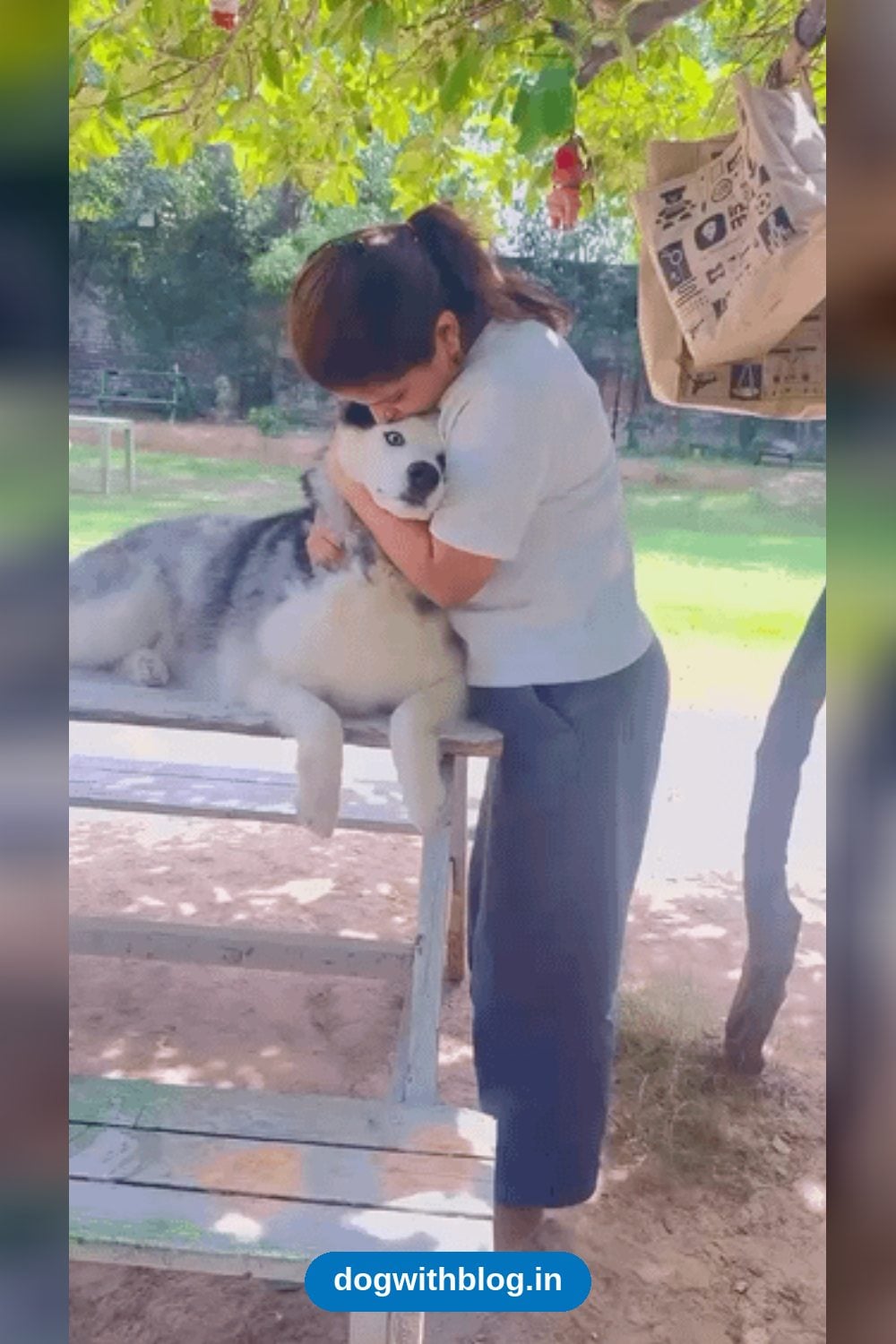 Lucifer and Sultan, 3-Year-Old Husky Brothers, Need a Home Together — Delhi NCR