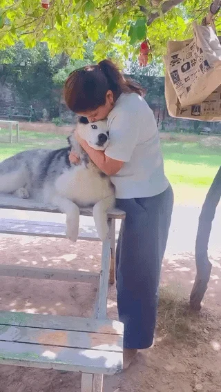 A woman hugging a grey and white Husky that rests on a wooden picnic table under a tree