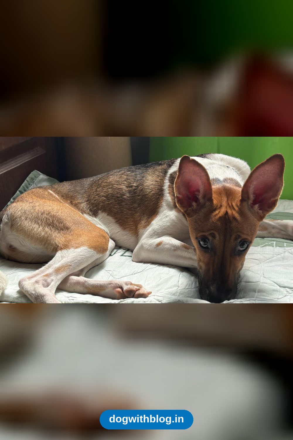 Binny, a 6-Month-Old Vaccinated Indie Girl, Needs a Home in Bengaluru