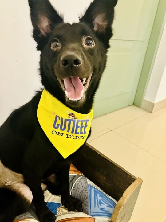 Black, a 9-Month-Old Neutered Indie and Spitz Mix With EPI, Needs a Home, adoptable dog in Bengaluru