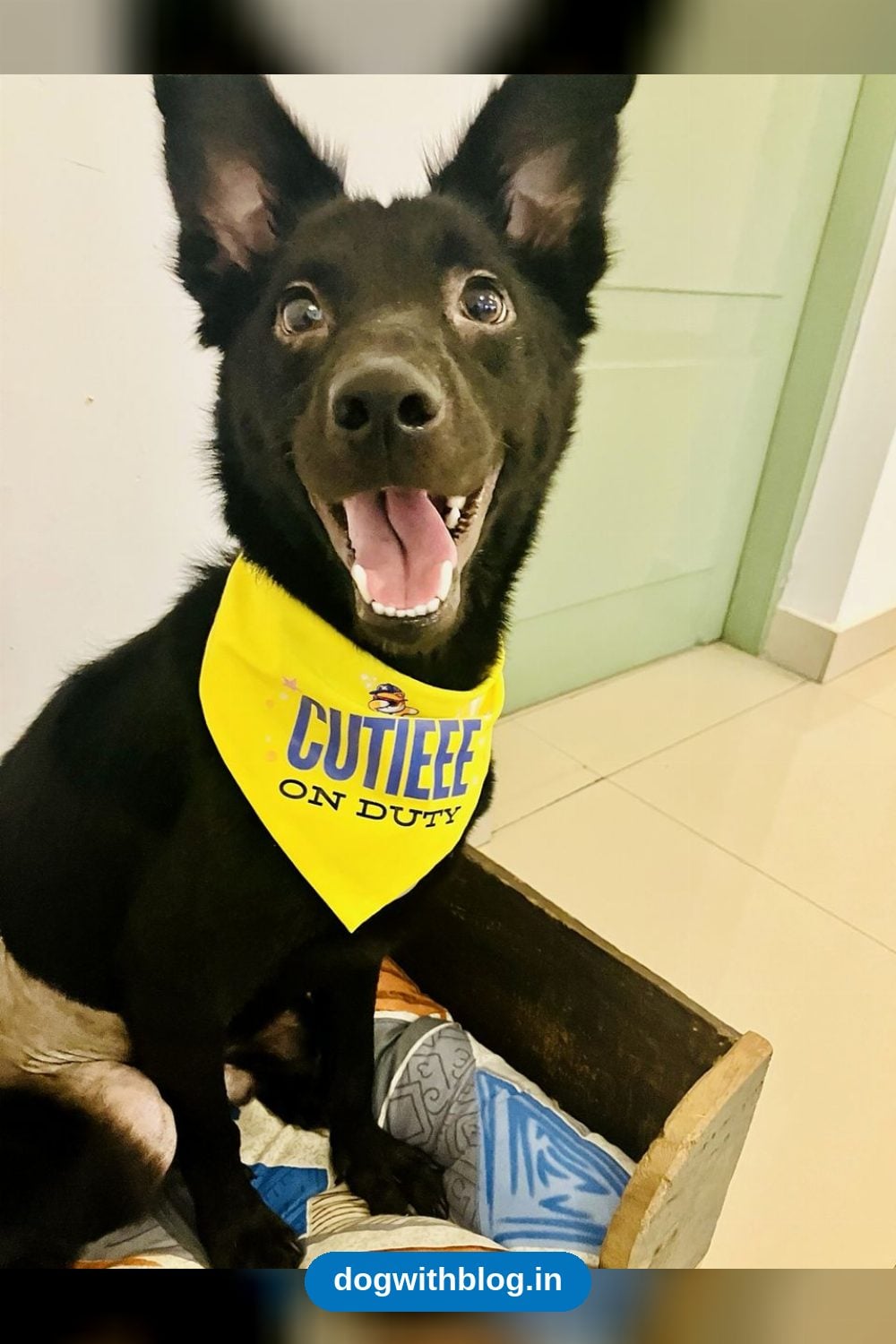 Black, a 9-Month-Old Neutered Indie and Spitz Mix With EPI, Needs a Home in Bengaluru